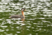 Potapka rudokrka - Podiceps grisegena - Red-necked Grebe 8777